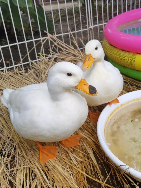 ガーデンカフェ&BBQ ベルトゥリ一　画像